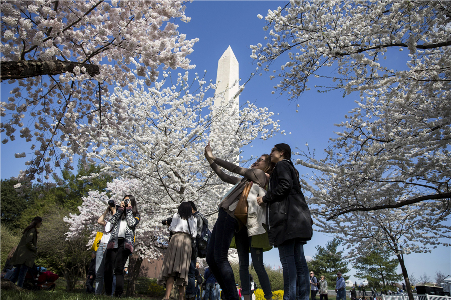 Cherry blossoms around the world