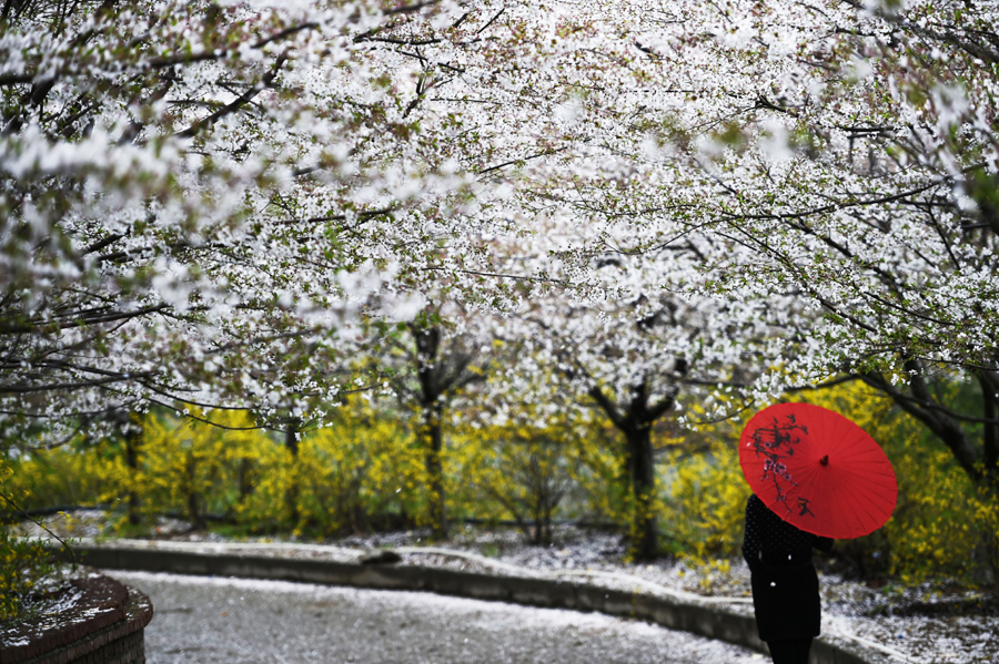 Cherry blossoms around the world