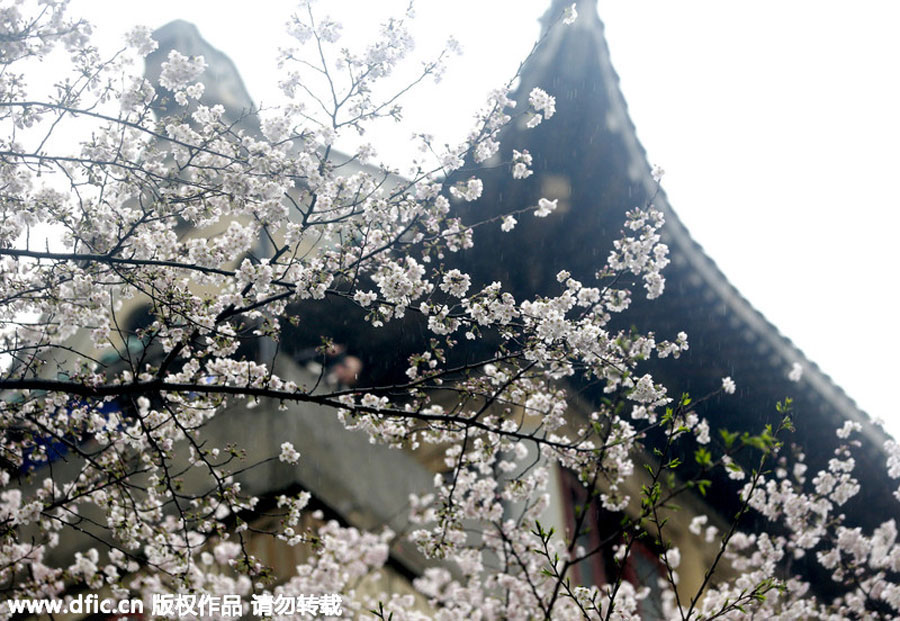 Cherry blossoms around the world