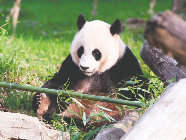 National Zoo panda to get semen from China