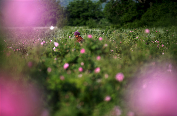 Rose field in Bulgaria