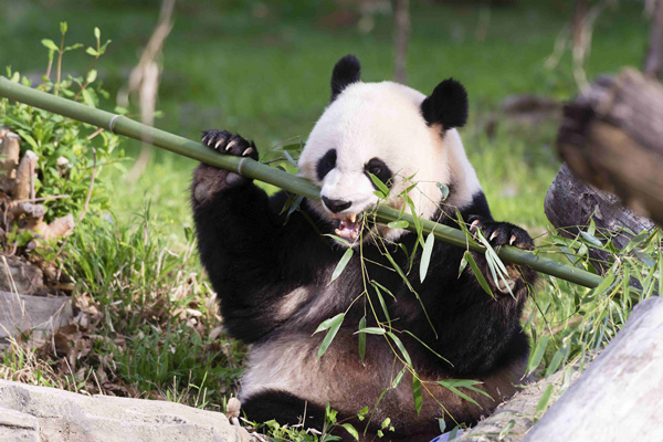 Giant panda gives birth at Washington's National Zoo