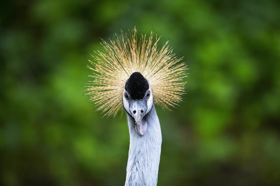 Reuters images of the year - animals