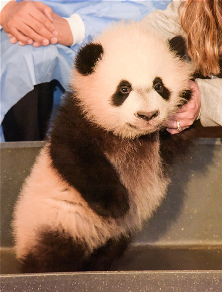 4-month-old Panda 'Bei Bei' receives physical examination