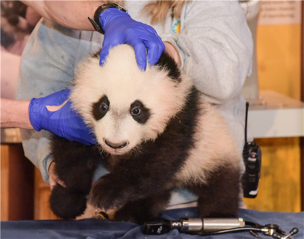 4-month-old Panda 'Bei Bei' receives physical examination