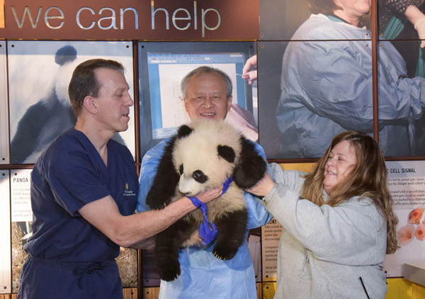 Washington panda cub to greet visitors