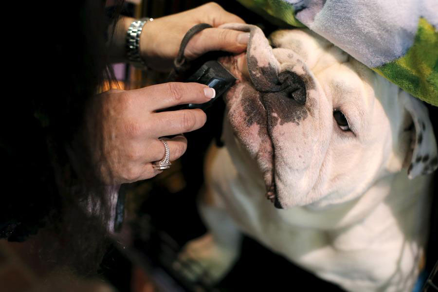 2016 Westminster Kennel Club Dog Show held in New York