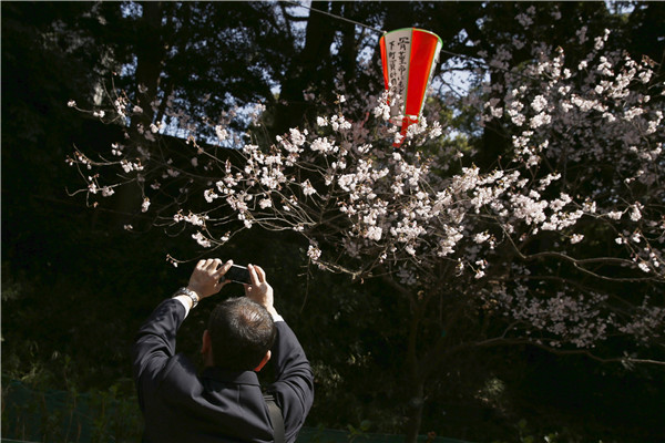 Cherry blossom at Japan's Ueno Park