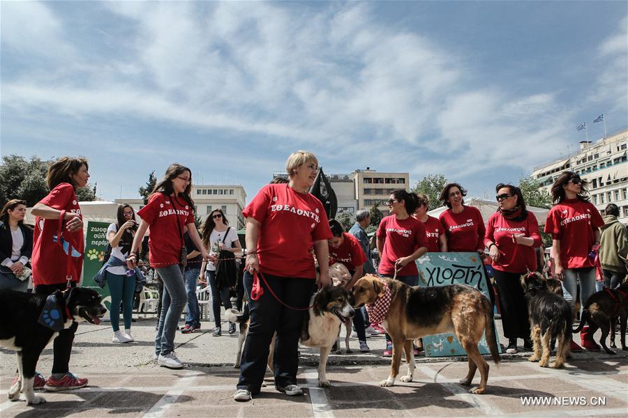 Stray dog adoption event held in Greece