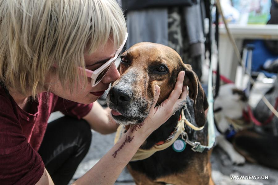 Stray dog adoption event held in Greece