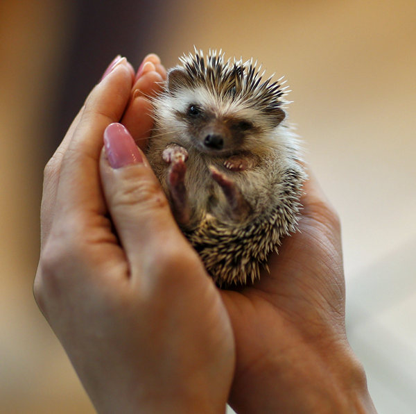 Japanese line up to cuddle hedgehogs
