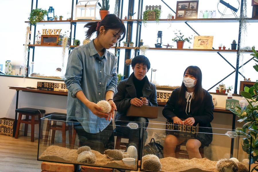 Japanese line up to cuddle hedgehogs - carefully