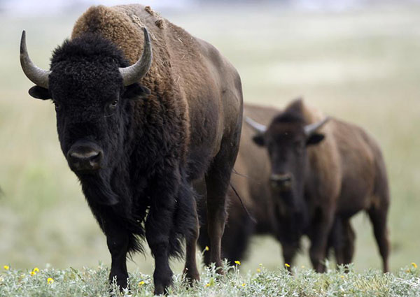 Bison officially designated as national mammal of US