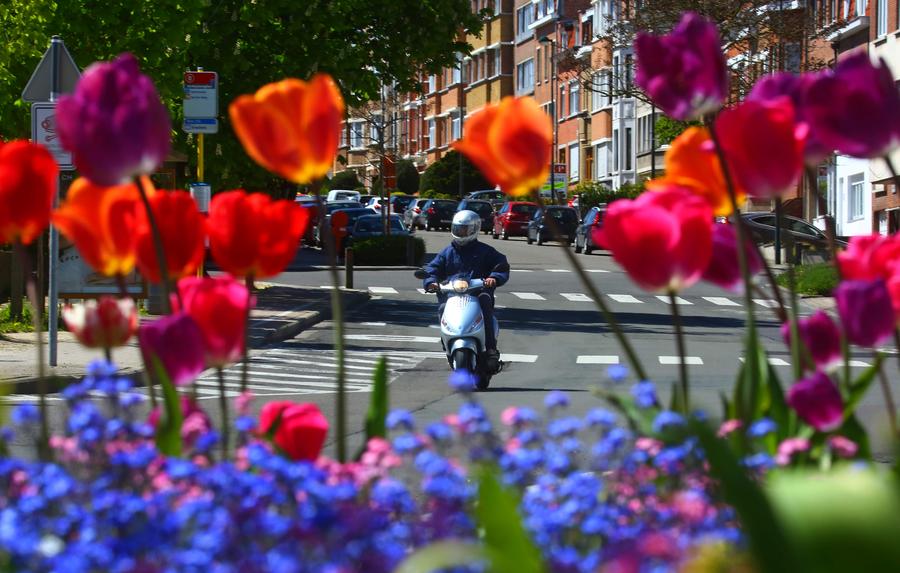 Flowers in full bloom in Brussels, Belgium