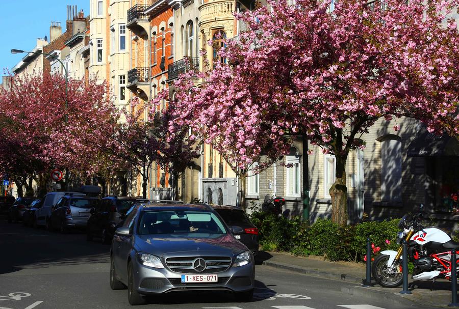 Flowers in full bloom in Brussels, Belgium