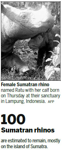 Sumatran rhino gives birth to healthy calf