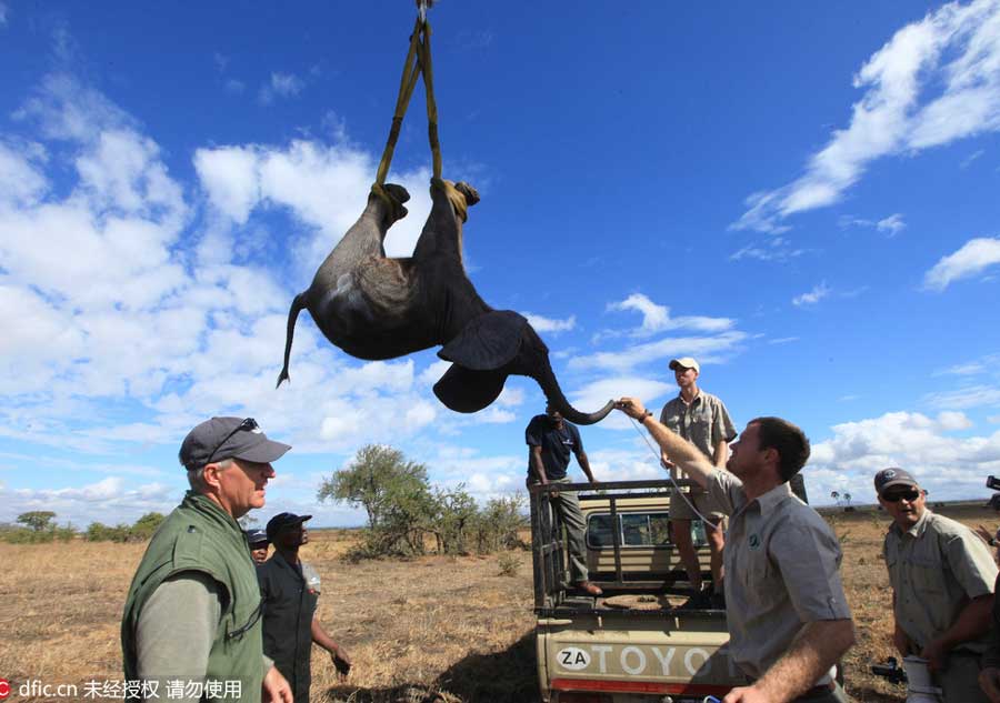 Endangered elephants relocated by crane in Africa