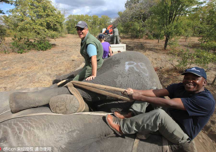 Endangered elephants relocated by crane in Africa