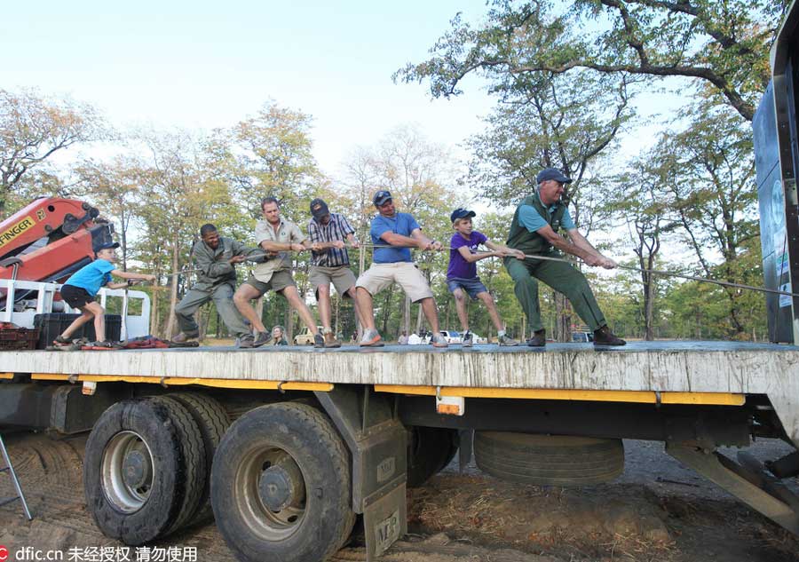 Endangered elephants relocated by crane in Africa