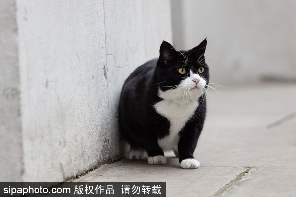 Downing Street cat fight: Larry vs Palmerston
