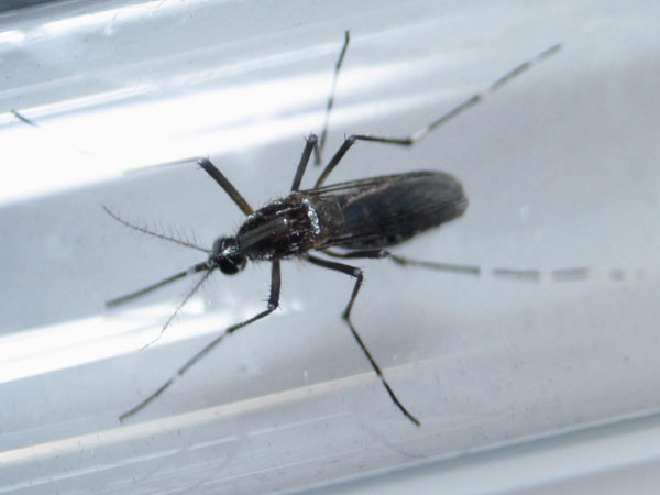 Florida travel warning issued for pregnant women after more Zika cases