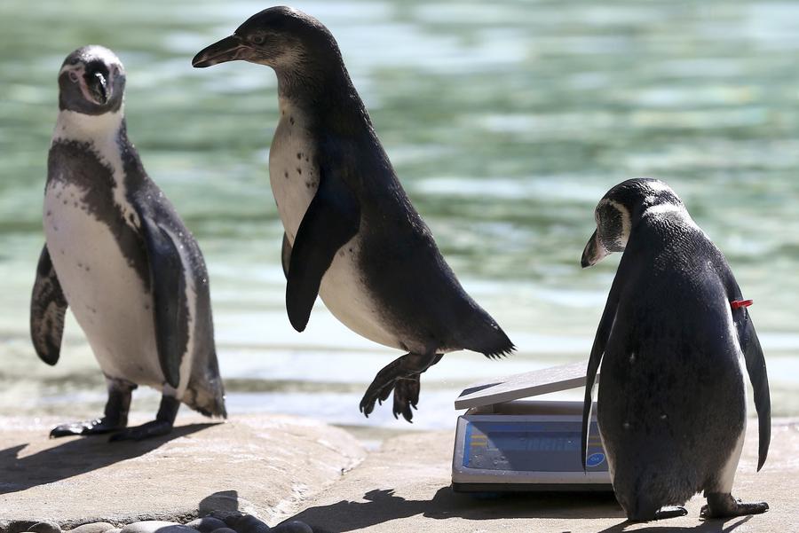 London Zoo's animals have annual weigh in