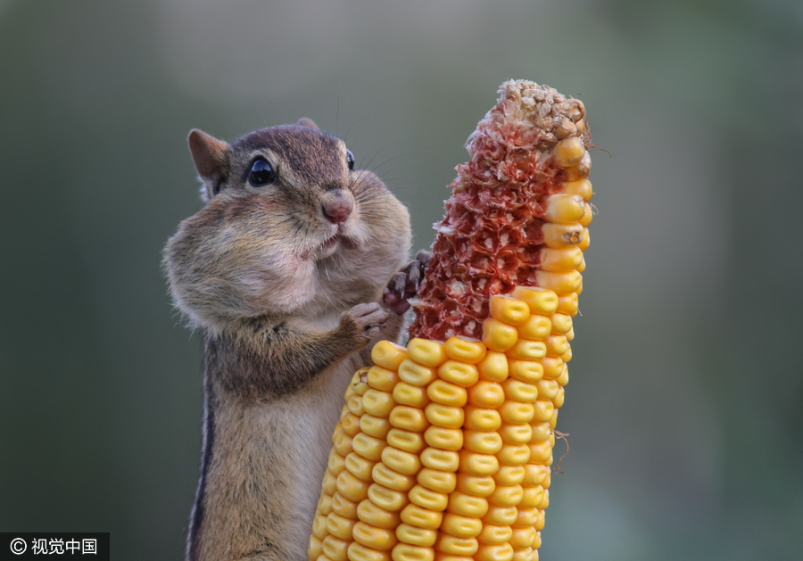 2016 Comedy Wildlife Photography Awards Finalists