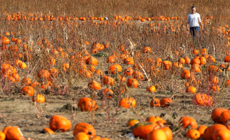 Pumpkins, masks and ghosts, are you prepared for Halloween?