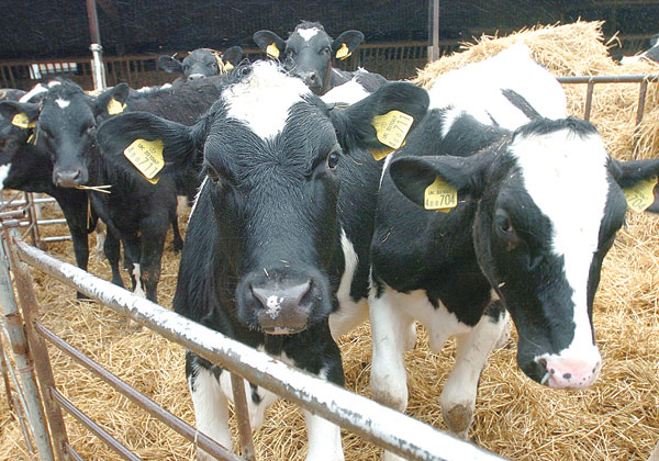 Door to UK beef exports is opening