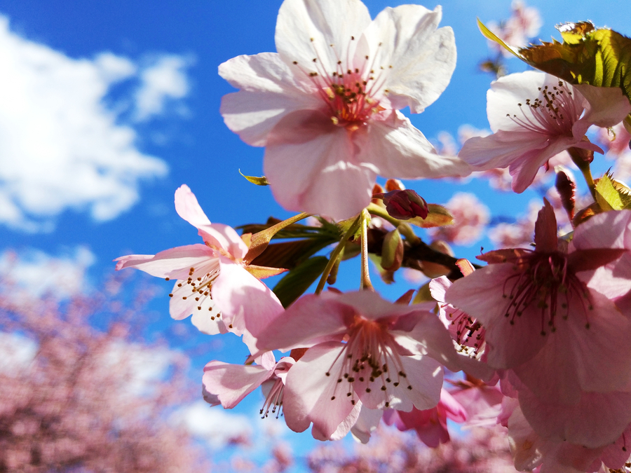 Early flowering cherry blossoms dazzle in Japan