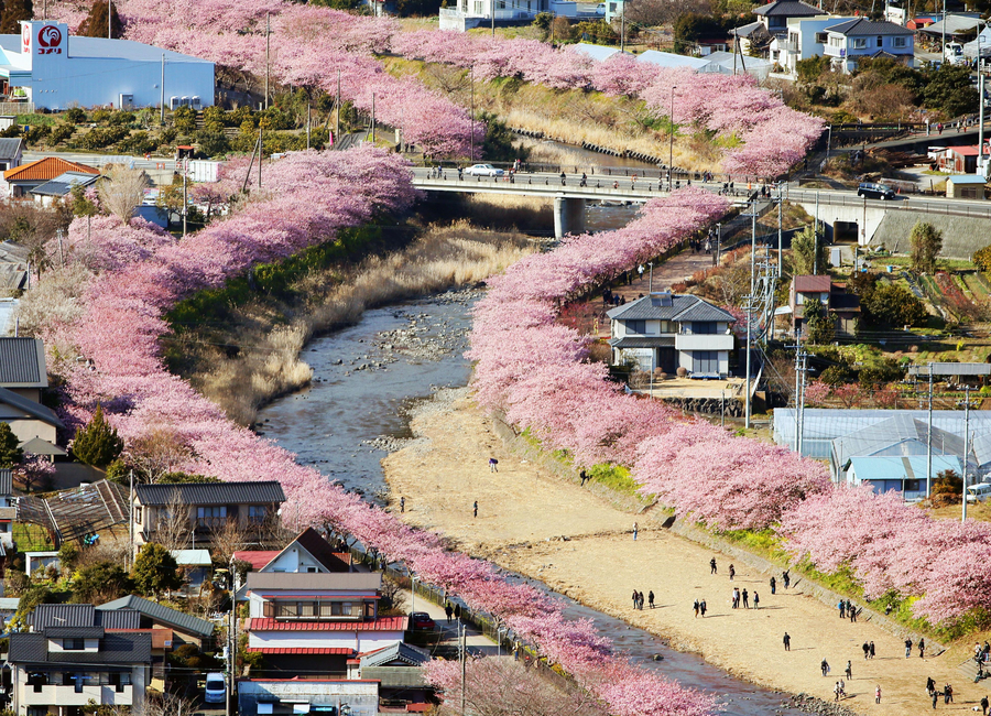 Early flowering cherry blossoms dazzle in Japan