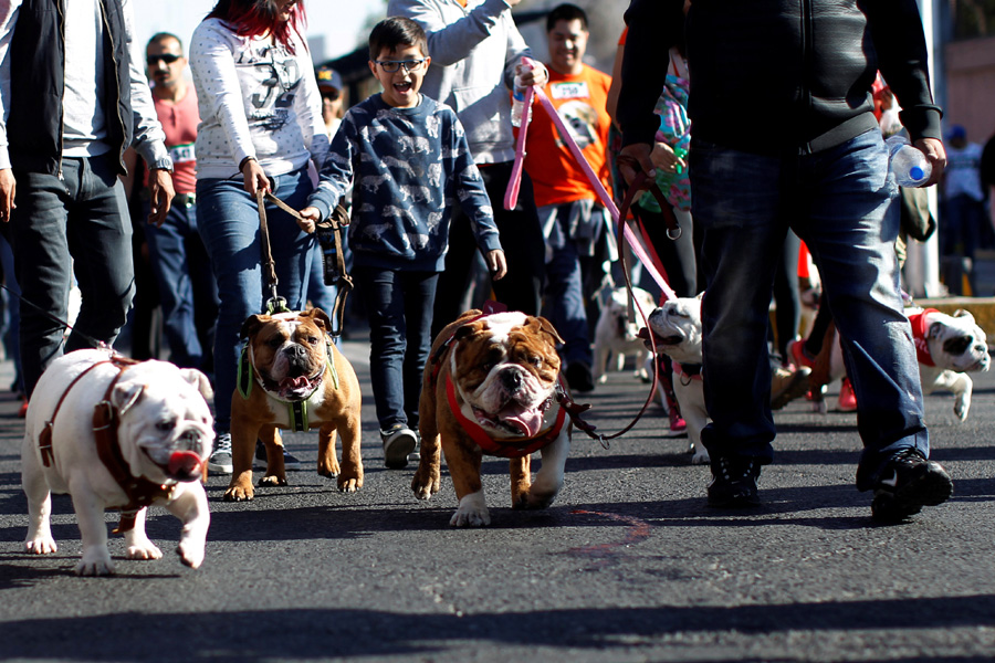 950 English bulldogs gather in Mexico City