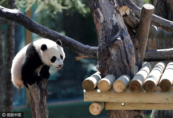 Giant panda cub 'Chulina' goes on walkabout with special friends