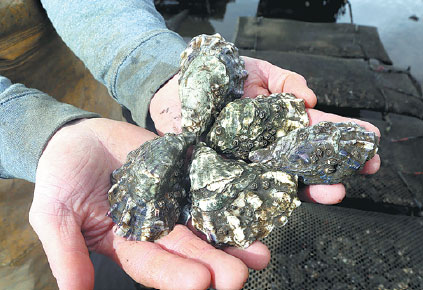 Brexit offers hope for oyster farmers over water dispute