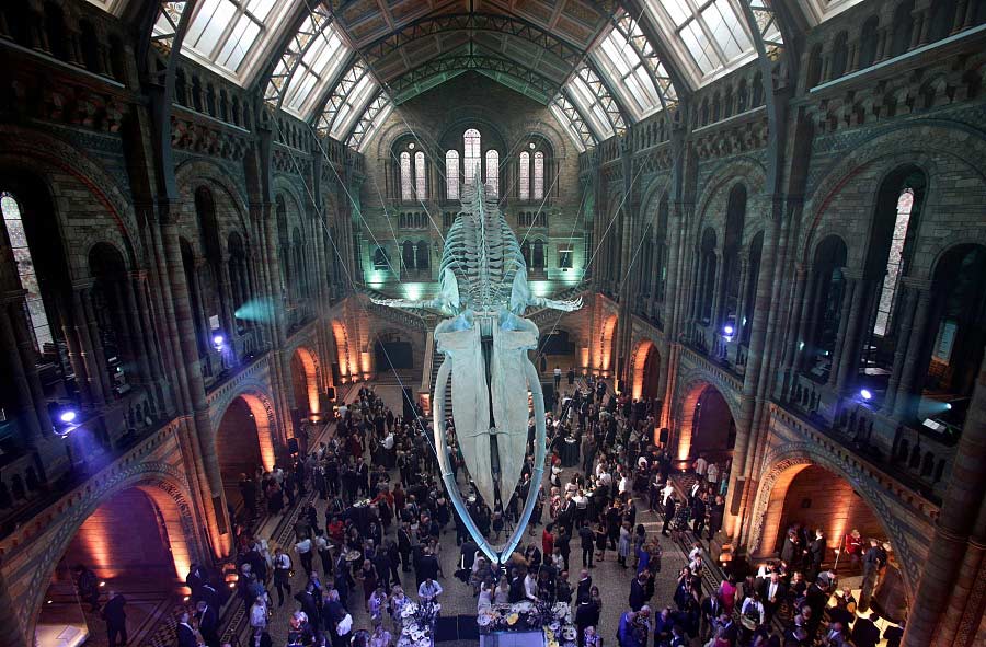 Britain's Natural History Museum unveils giant blue whale