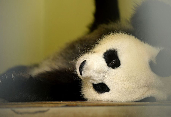 Giant panda in French zoo pregnant