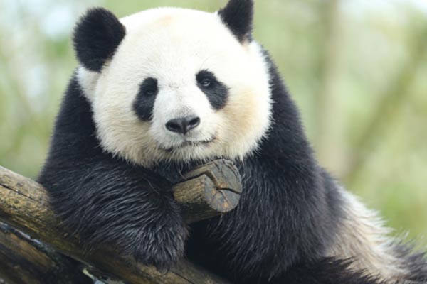 France awaits impending twin panda birth