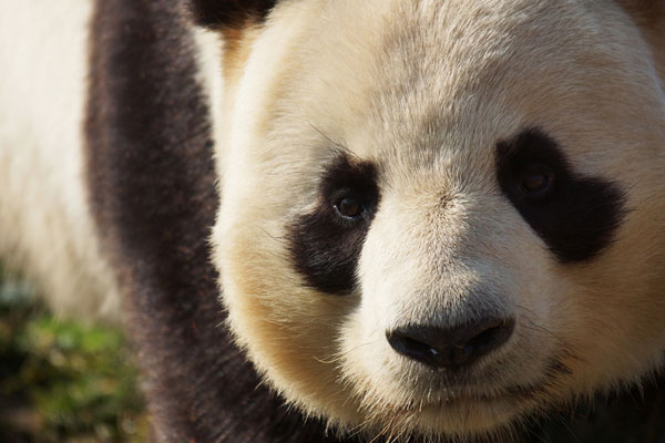 Panda Huan Huan gives birth to twins, 1 survives
