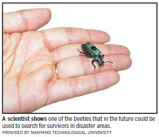 Beetles to the rescue in disasters
