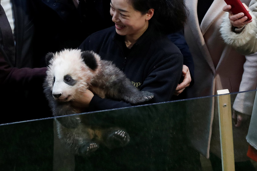 1st Panda cub born in France named Yuan Meng
