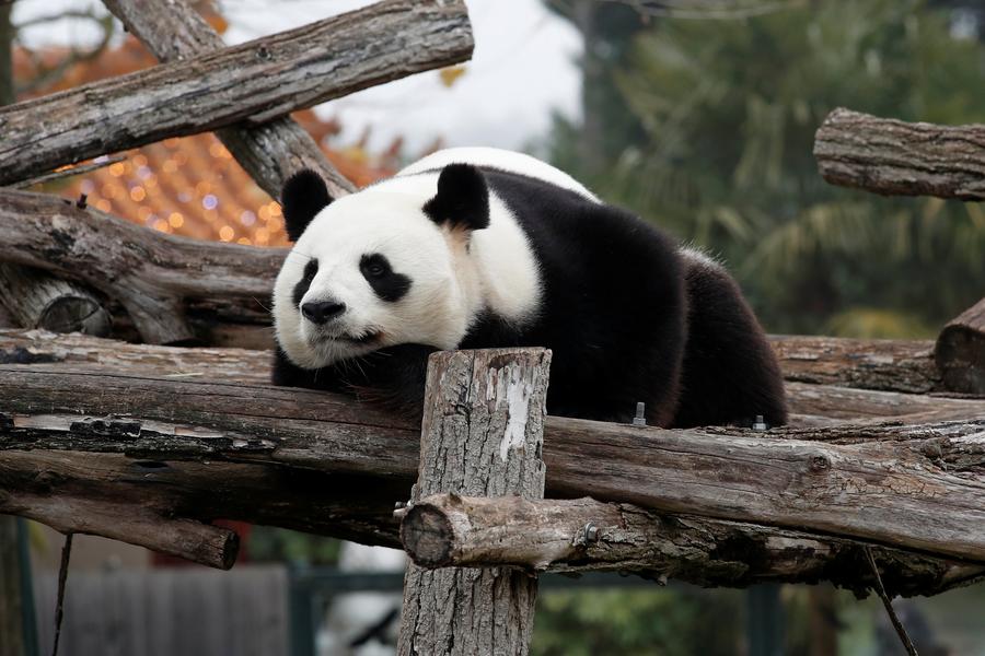 1st Panda cub born in France named Yuan Meng