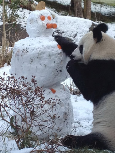 Panda Tian Tian plays with snowman at Edinburgh Zoo