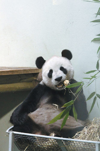 Panda Tian Tian plays with snowman at Edinburgh Zoo