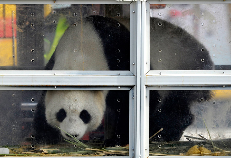 Chinese pandas arrive in Belgium