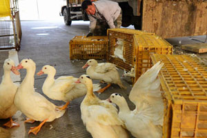 Experts call for detailed H7N9 rules