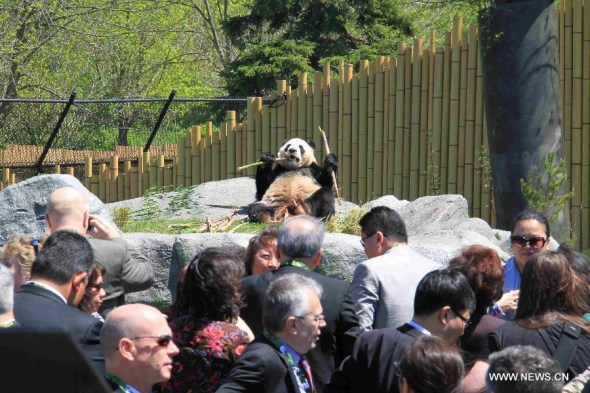 Panda lease system to be reformed