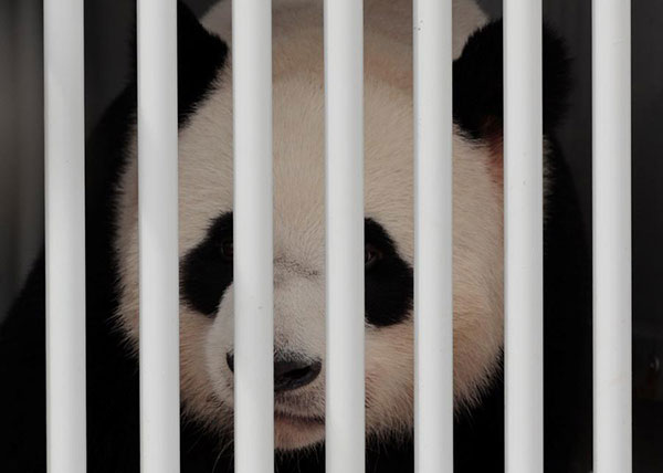 Xi says to join Merkel in opening Panda garden in Berlin zoo