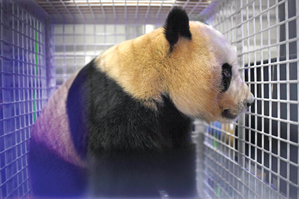 Pandas born overseas are always returned to their ancient homeland