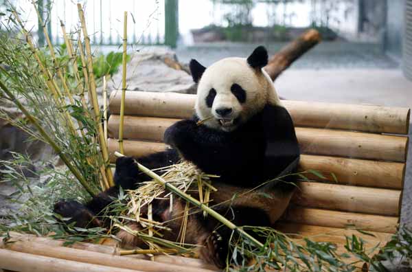 Panda diplomacy charms Berlin
