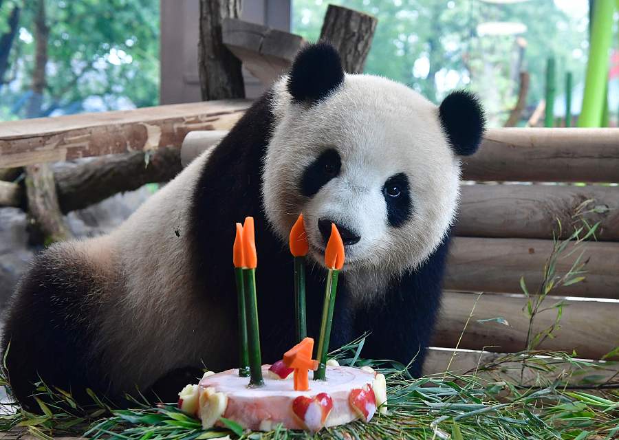 Chinese panda Meng Meng celebrates 4th birthday at Berlin zoo